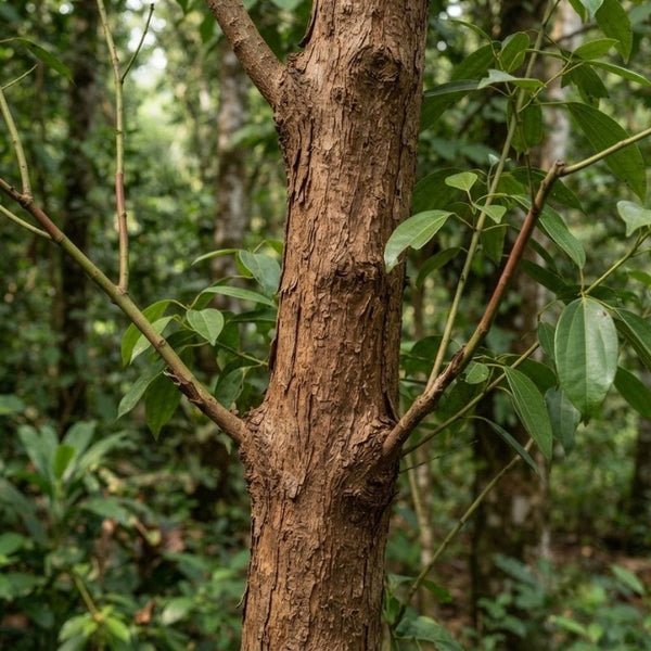 Straight from Kerala forests