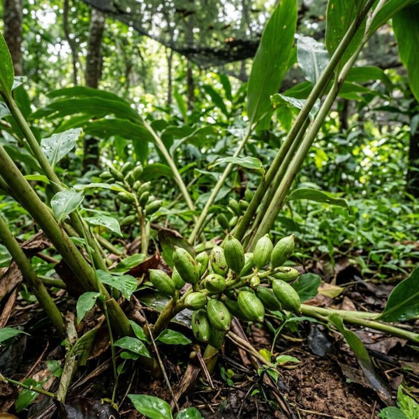 From our sourcing journey