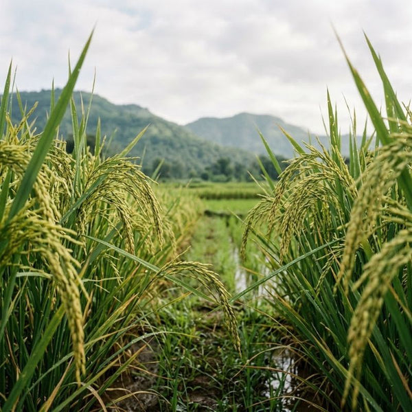 From our sourcing journey