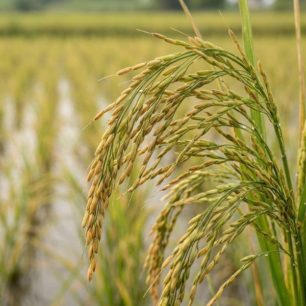 From our sourcing journey