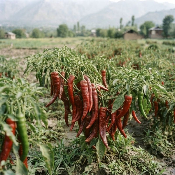 From Kashmir growing region
