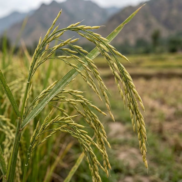 From our sourcing journey