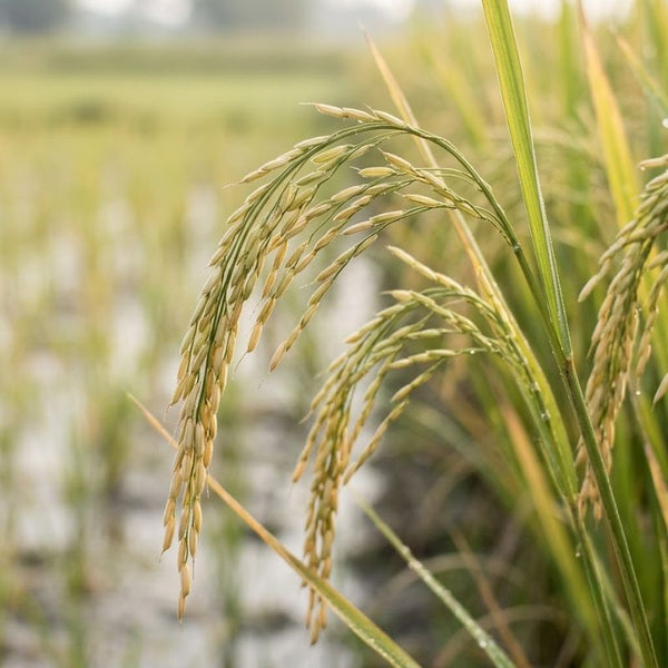 From our sourcing journey