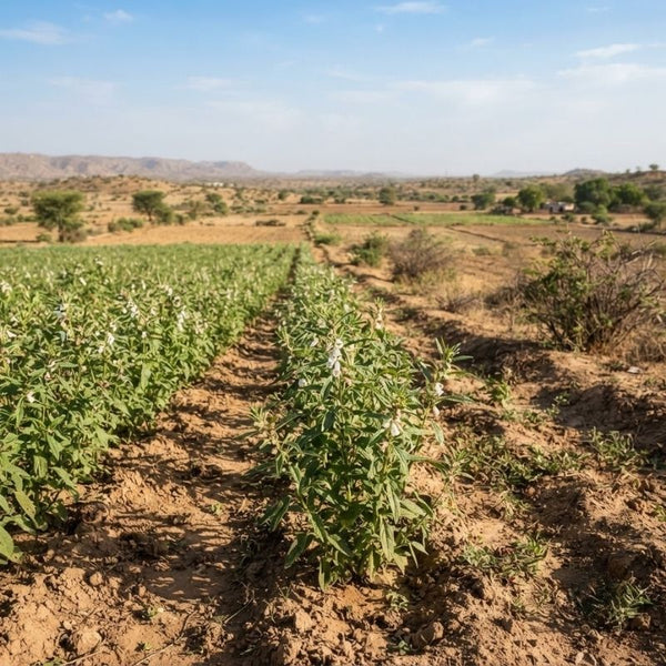 From our sourcing journey