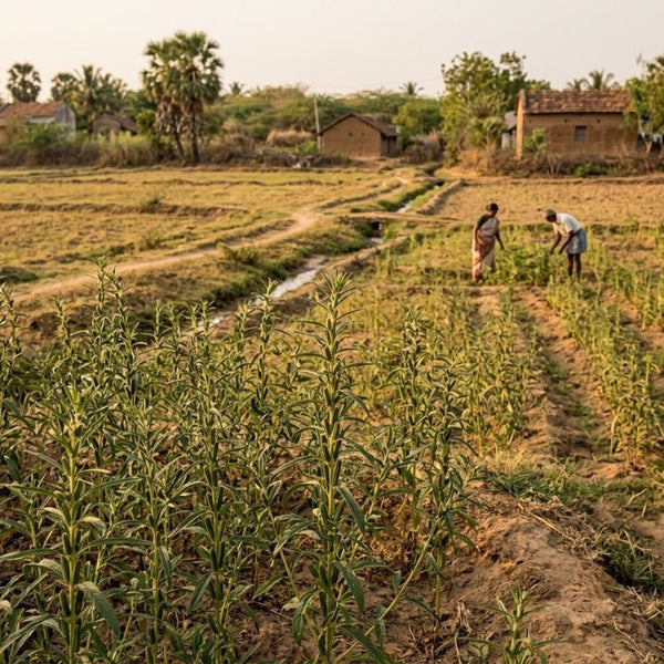 From our sourcing journey