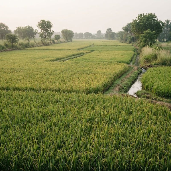 From our sourcing journey