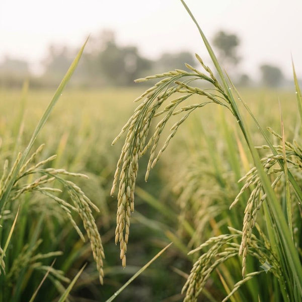 From our sourcing journey