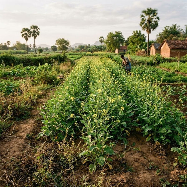From our sourcing journey