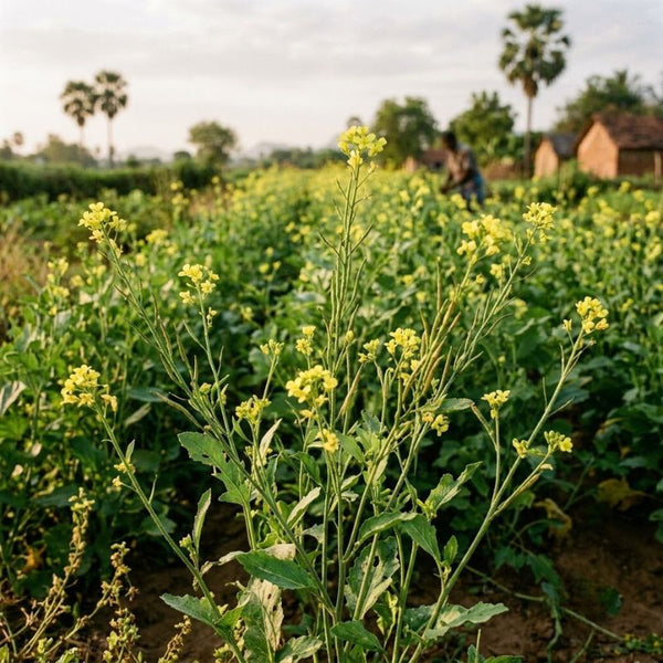 From our sourcing journey