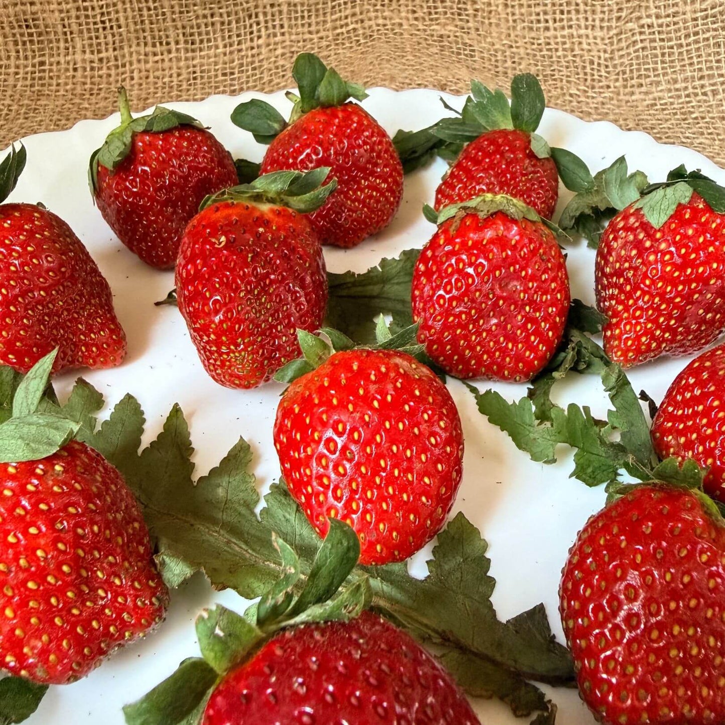 the staple kaka strawberry