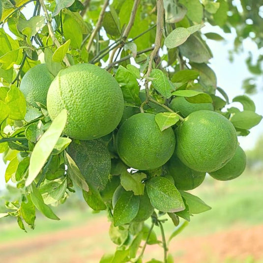 Sweet Lime - Fresh & Hydrating | The Staple Kaka