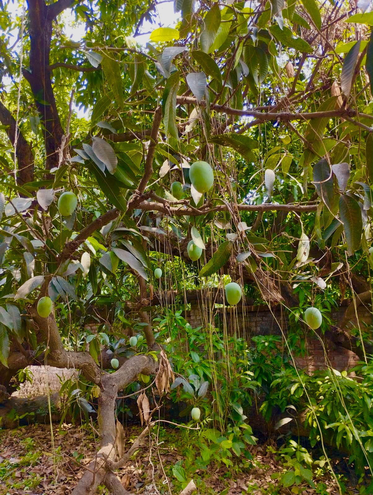 Banarasi Langra Mangoes – The Staple Kaka