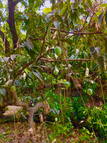 Banarasi Langra Mangoes – The Staple Kaka