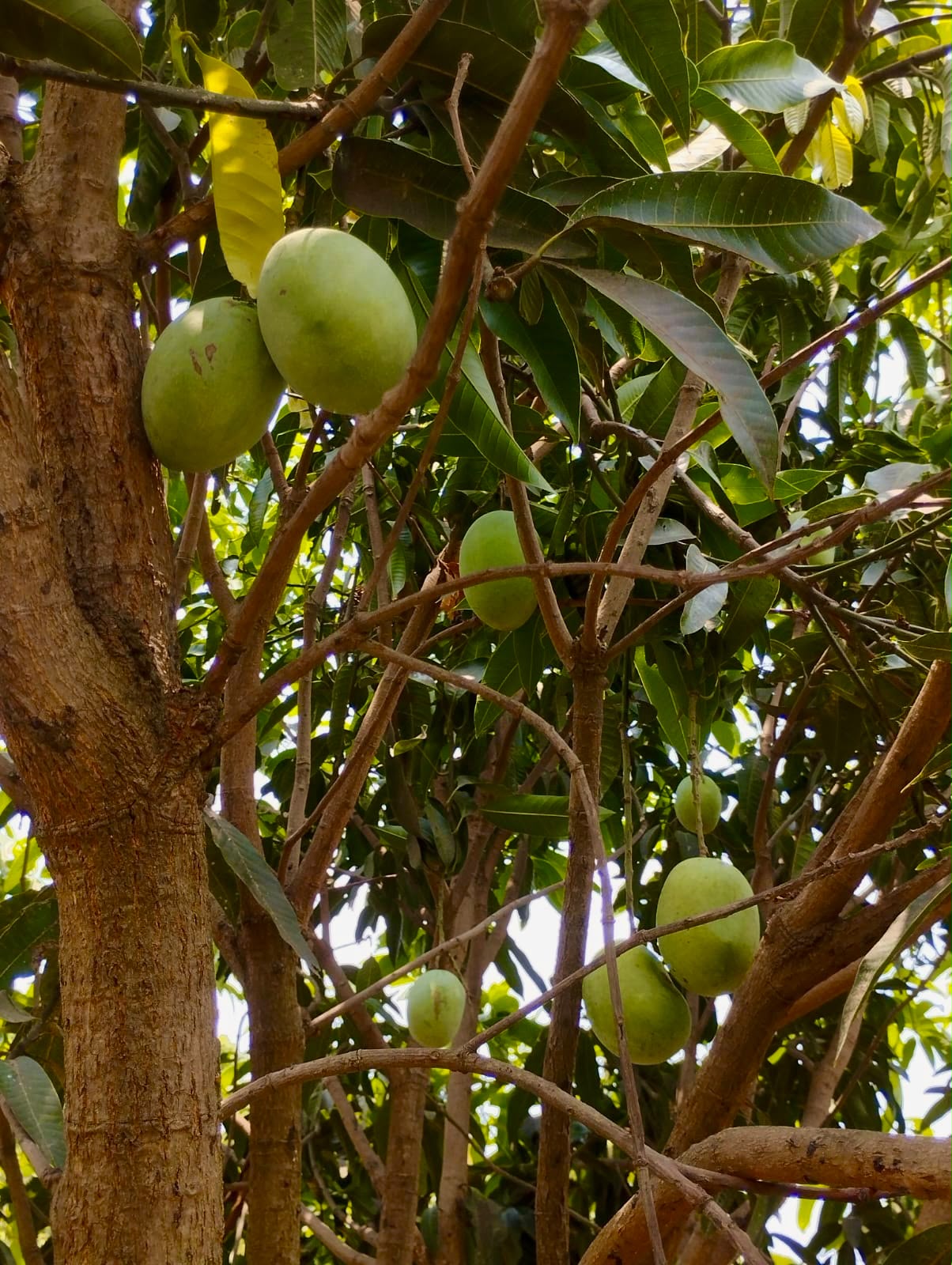 Banarasi Langra Mangoes – The Staple Kaka