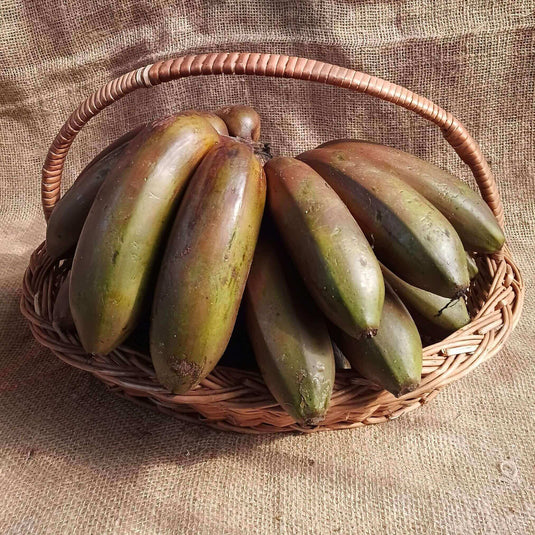 the staple kaka red banana