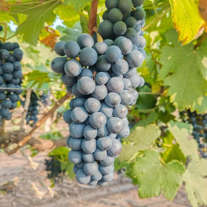 the staple kaka black seeded grapes