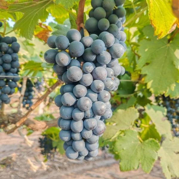 Black Seeded Grapes – Fresh & Nutritious | The Staple Kaka