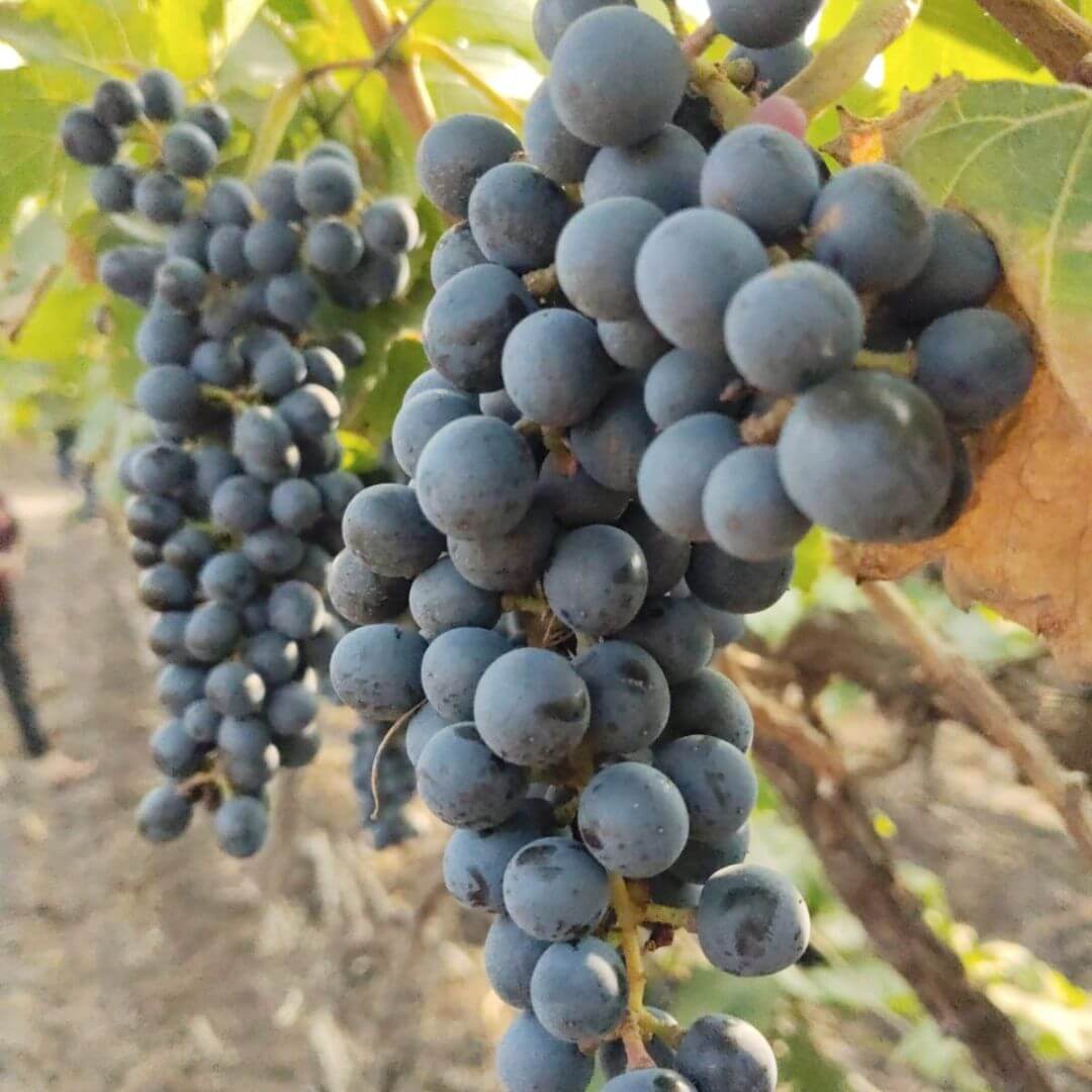 the staple kaka black seeded grapes