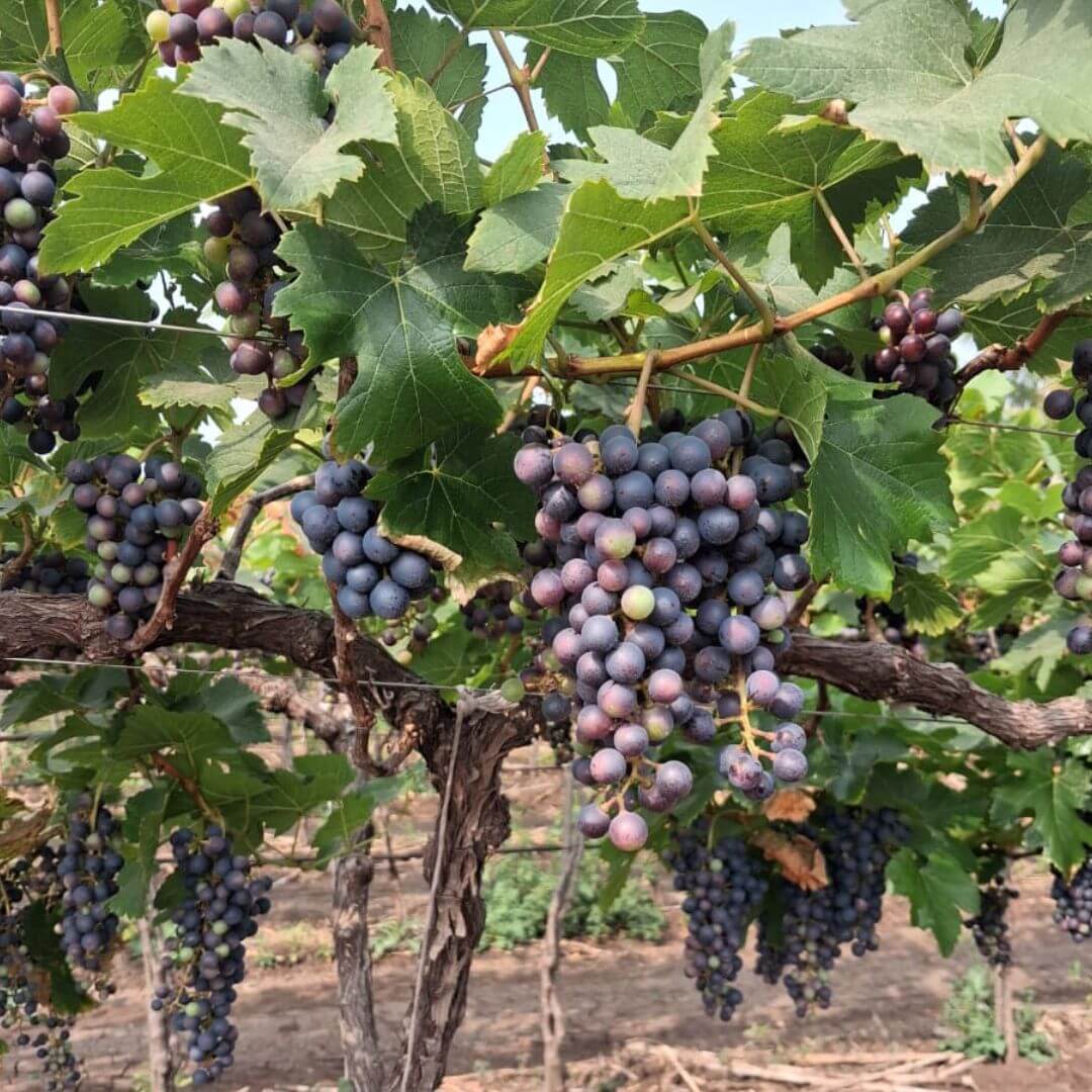 the staple kaka black seeded grapes