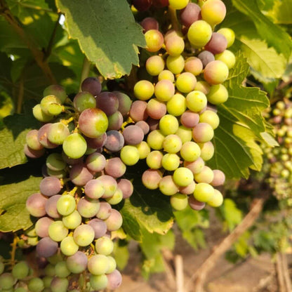 the staple kaka black seeded grapes