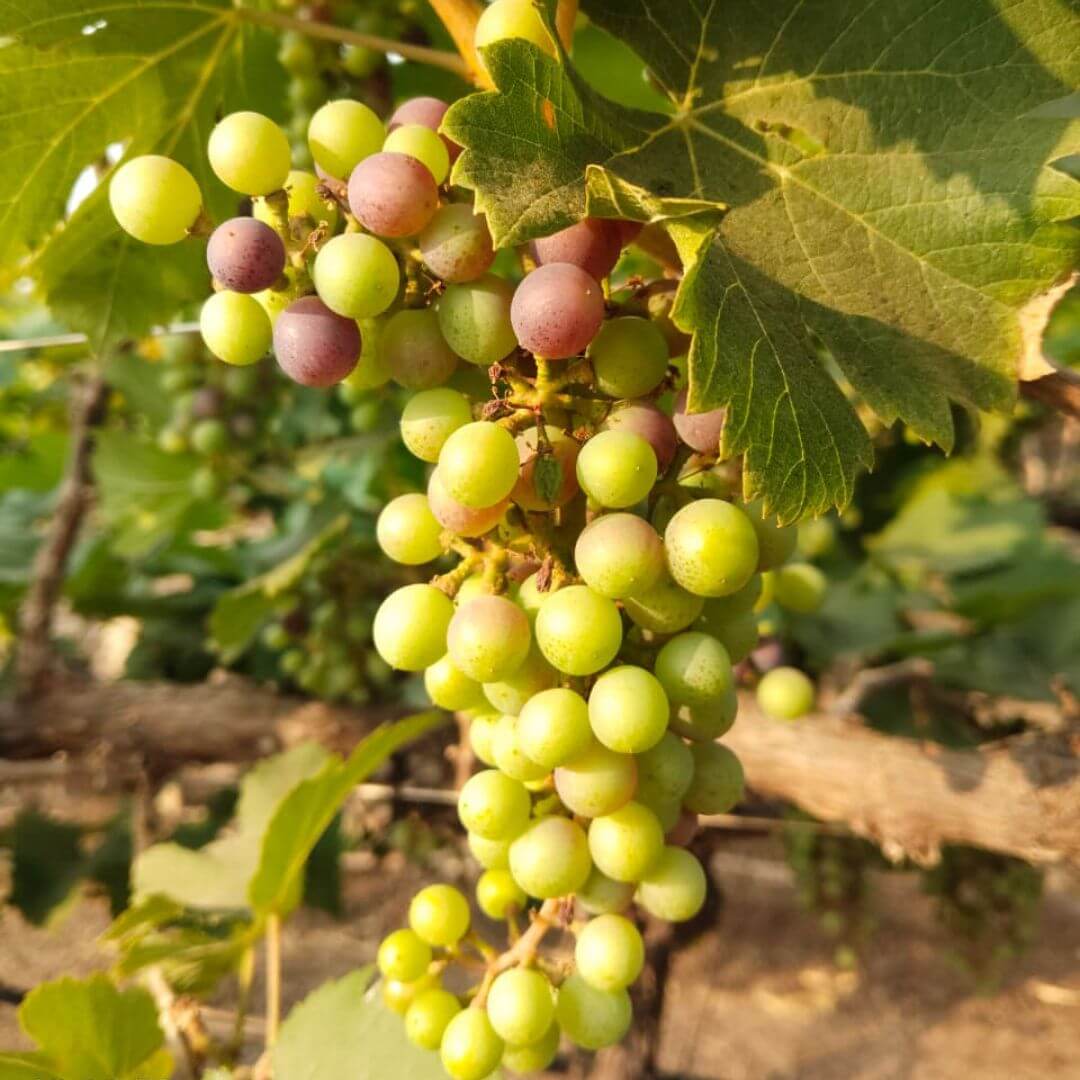 the staple kaka black seeded grapes