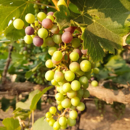 the staple kaka black seeded grapes