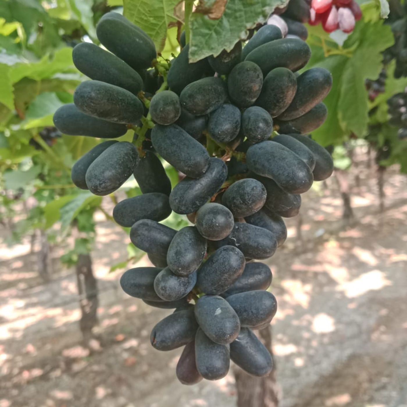 the staple kaka black seedless grapes