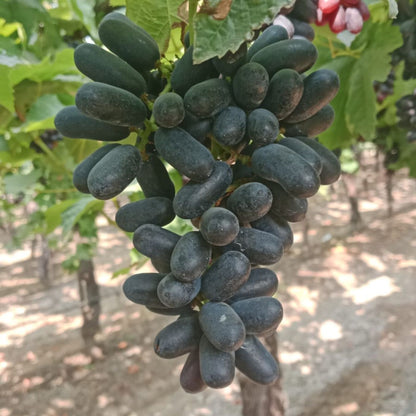 the staple kaka black seedless grapes
