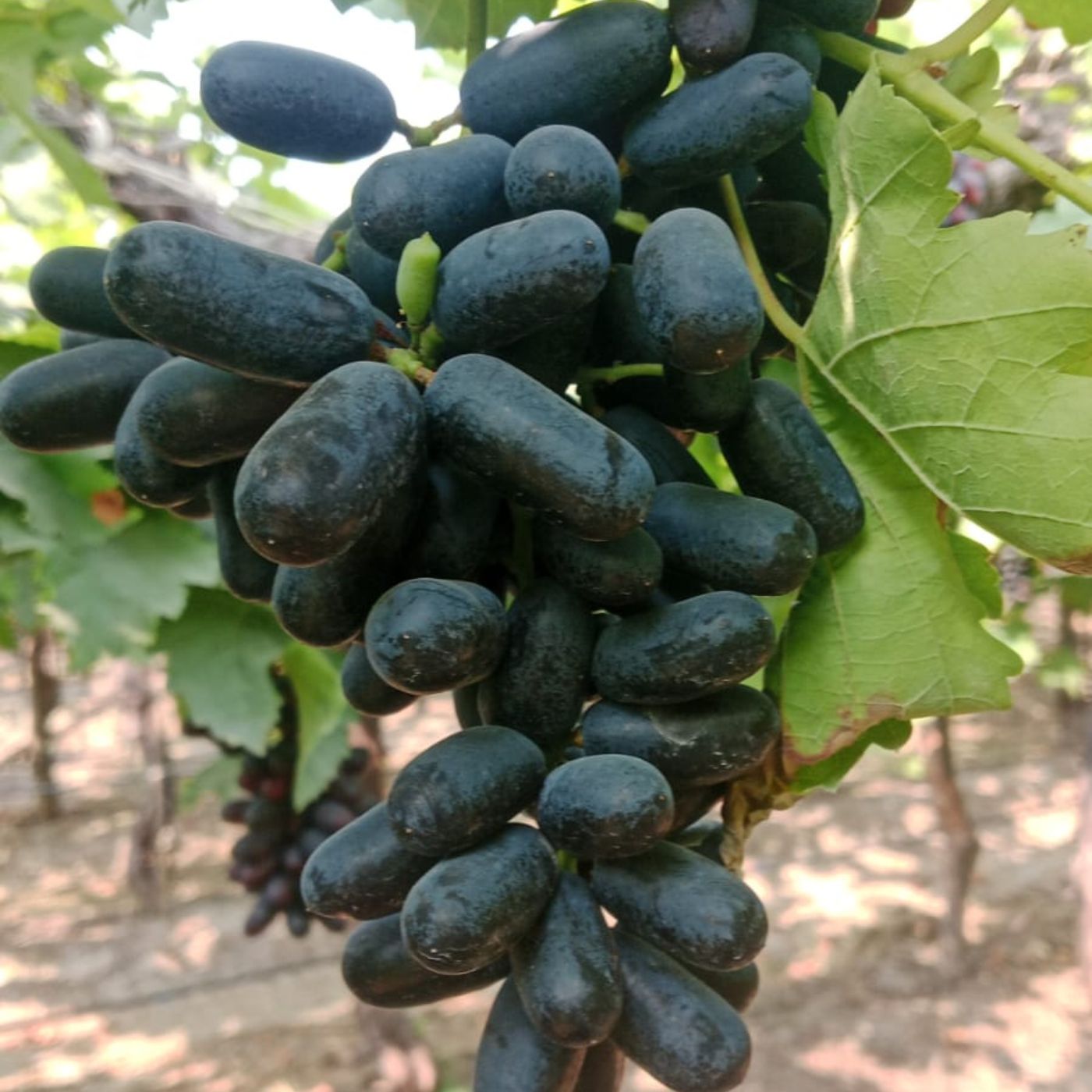 the staple kaka black seedless grapes