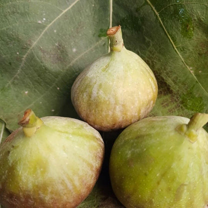 the staple kaka figs