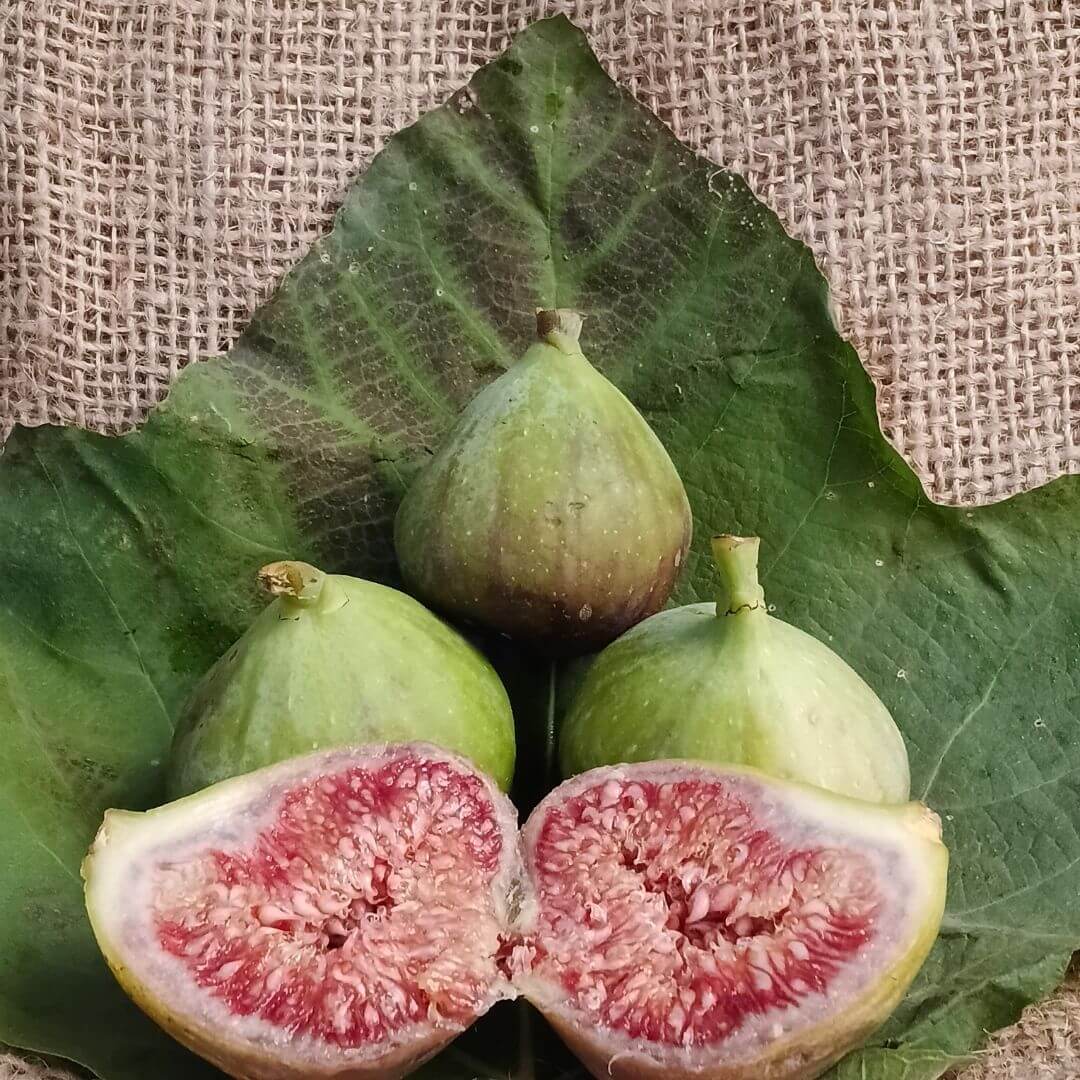 the staple kaka figs