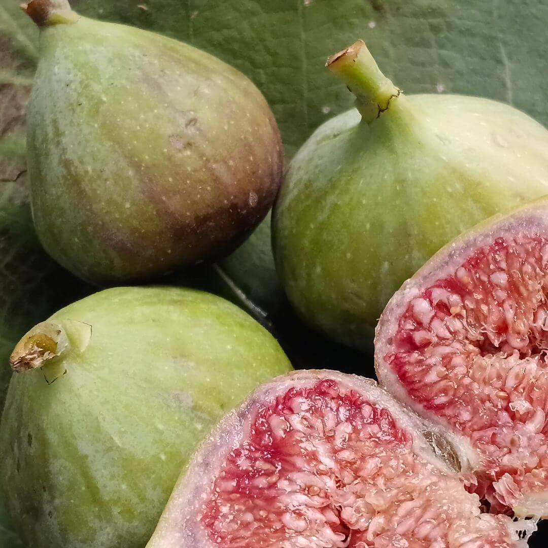 the staple kaka figs
