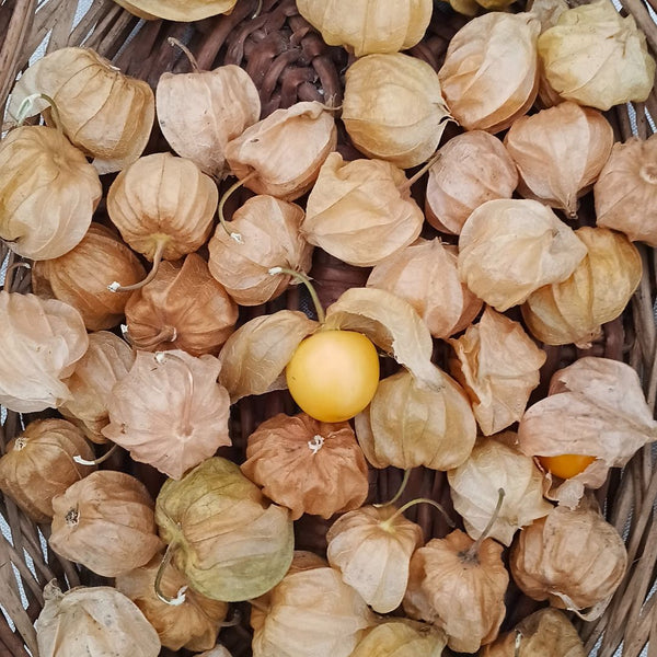 Cape Gooseberry - Fresh & Nutritious | The Staple Kaka