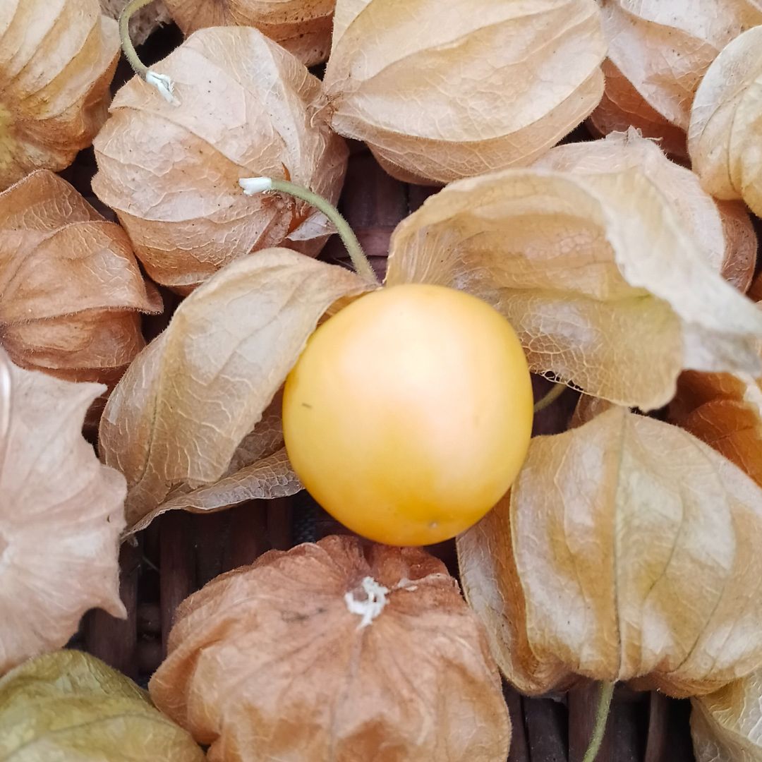 the staple kaka gooseberry