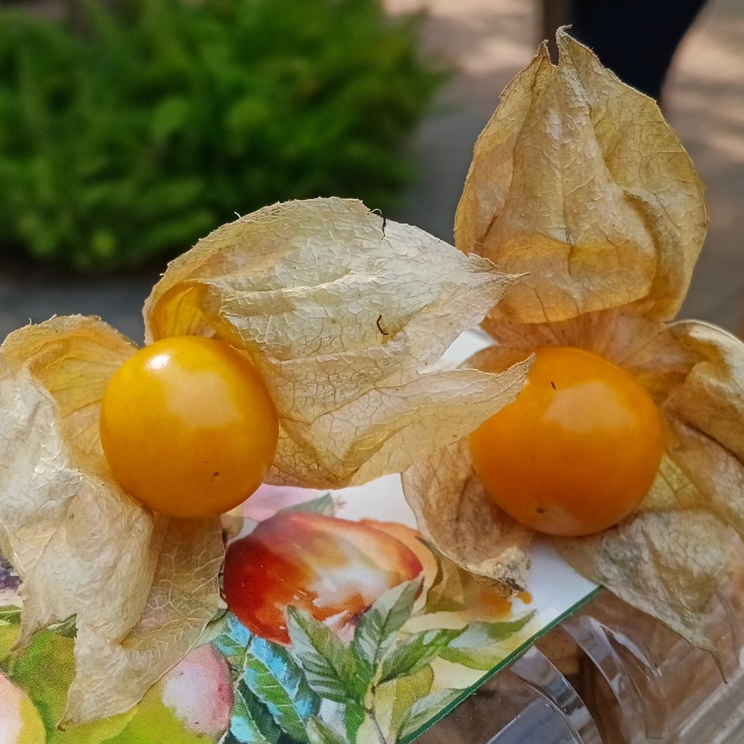 the staple kaka gooseberry