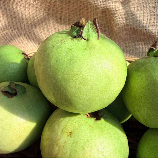 the staple kaka guava