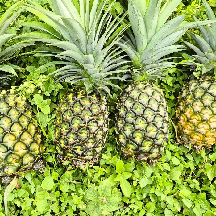 Pineapple – Verified FPO | Meghalaya Organic Mission | Staple Kaka