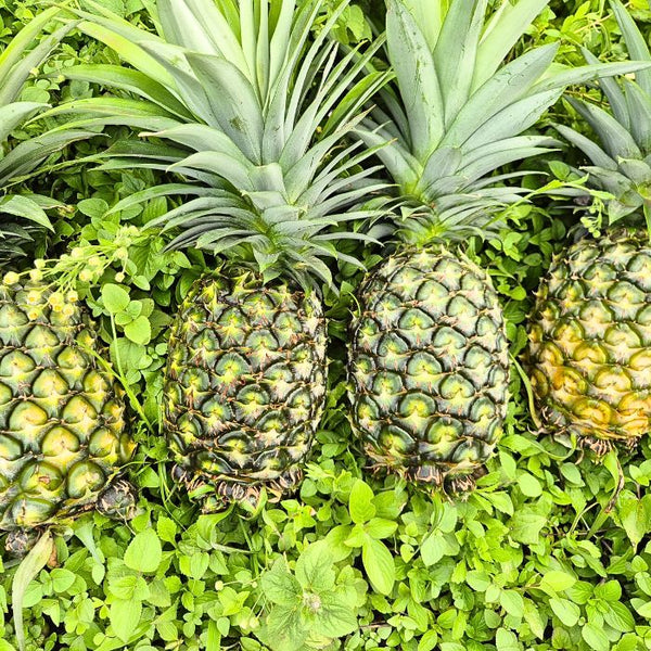 Pineapple – Verified FPO | Meghalaya Organic Mission | Staple Kaka