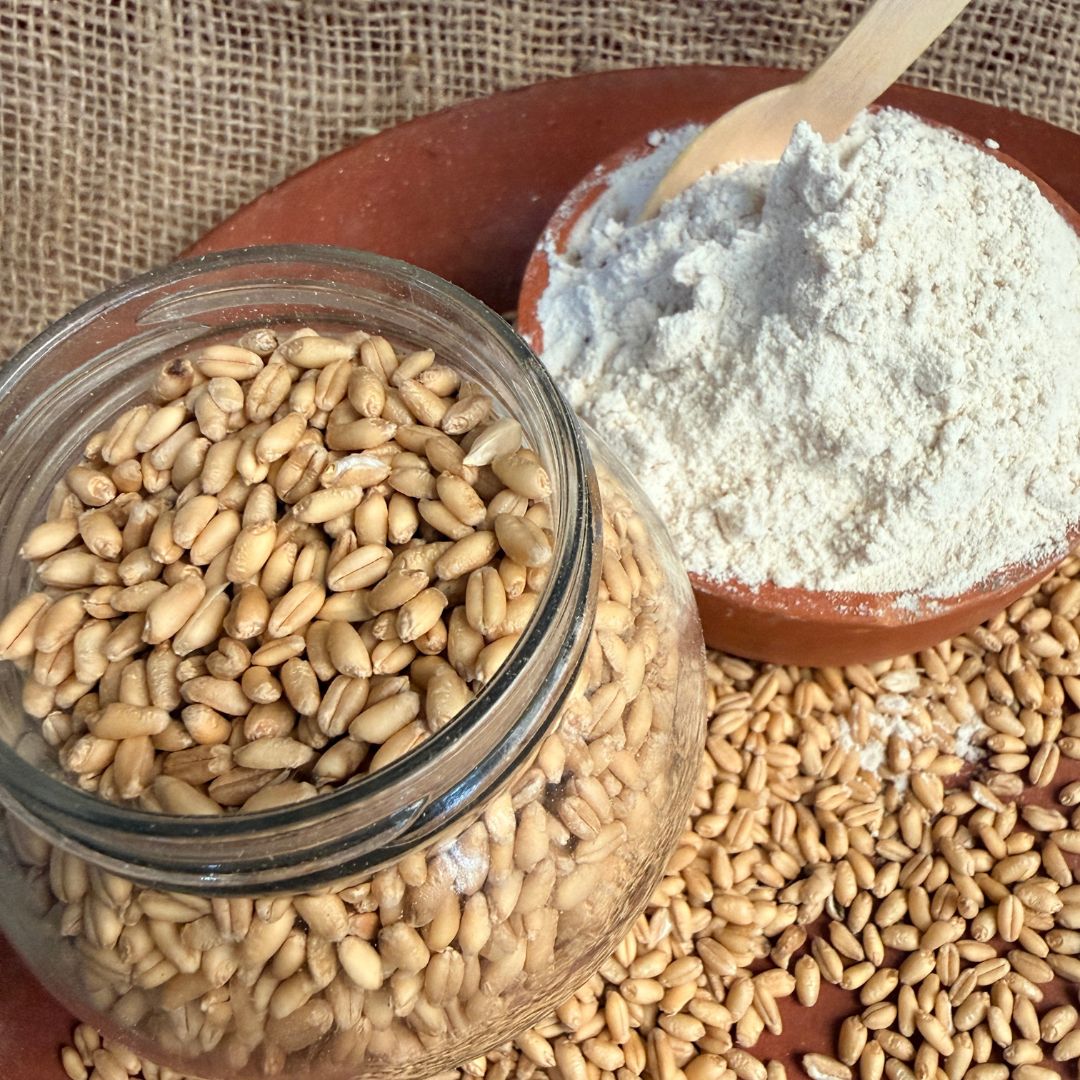 the staple kaka sharbati wheat flour