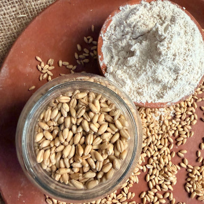 the staple kaka sharbati wheat flour