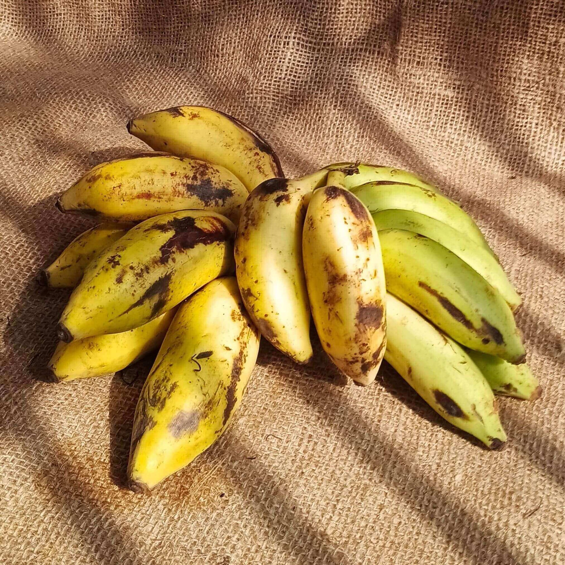 the staple kaka yelakki banana