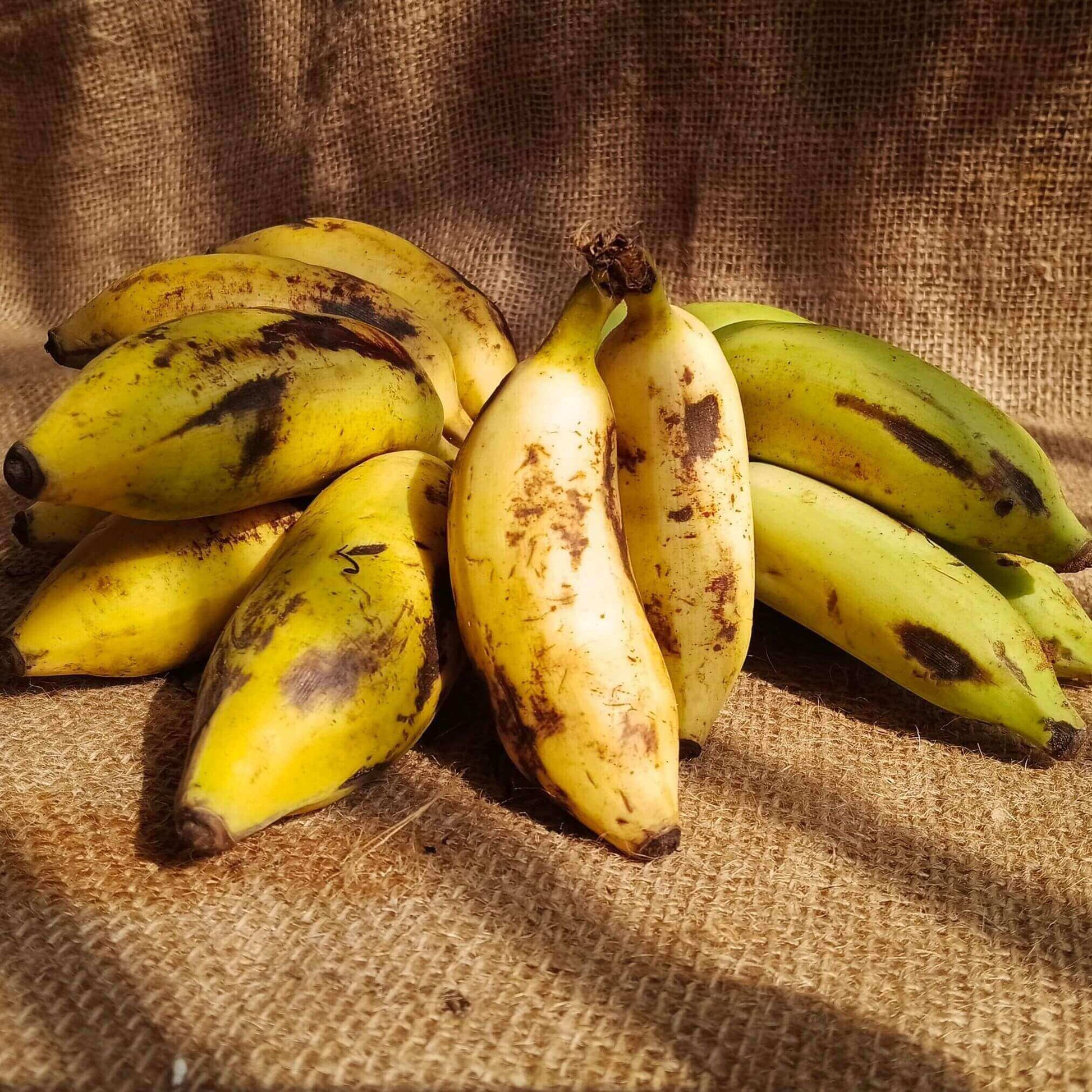 the staple kaka yelakki banana